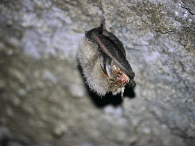 Spettrogramma di un segnale di ecolocalizzazione di pipistrello nano Pipistrellus pipistrellus registrato a Crampiolo (Alpe Devero) il 12 agosto 2003