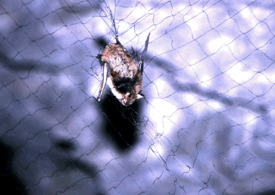 Pipistrello in una rete durante le operazioni di monitoraggio